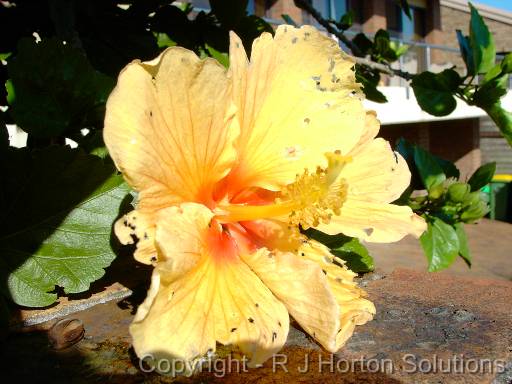 Hibiscus Flower Beetle damage 